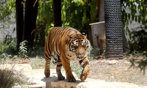 Tigar usmrtio mladu ženu u safari parku, policija istražuje kako su vrata kaveza ostala otvorena