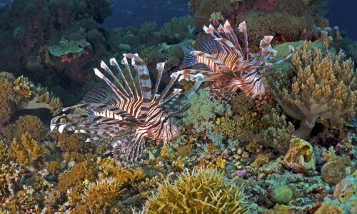 U Jadranu uočena opasna riba vatrenjača: 'Ako se ubodete, nastupa strašna bol'