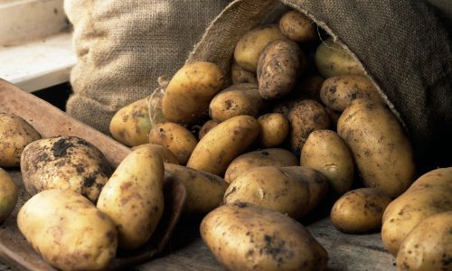 Zbog suše nikad manji urod krumpira, proizvođači očekuju veće otkupne cijene