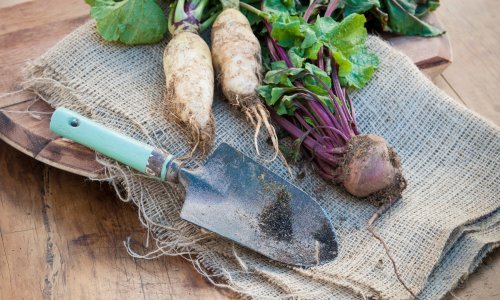 Ovo su najbolje vrste povrća i biljaka koje se isplati posaditi prije jeseni