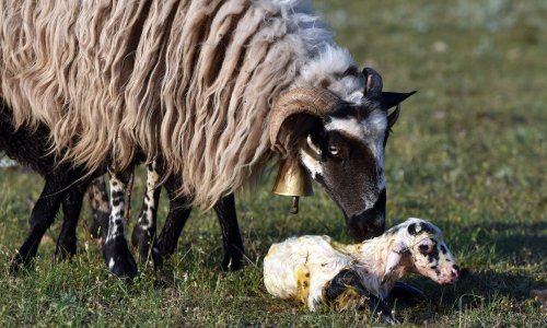 Stočari s krša nezadovoljni državnom politikom, tvrde da se provodi tiha opstrukcija i depopulacija