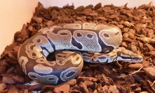 [FOTO/VIDEO] Odbjegla pitonica iz Dubrave vraća se kući! Javio se vlasnik: Da je moja Lucy odlutala, doznao sam iz medija