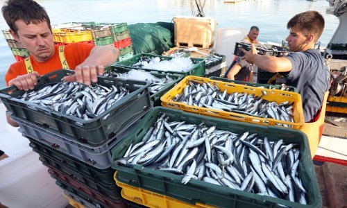 Jadransko more slanije je nego ikad. Prijeti li kolaps ribarstva?