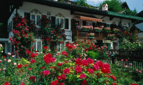 Prekrasne su, no zahtijevaju malo više brige: Kako spasiti ruže koje su već počele venuti