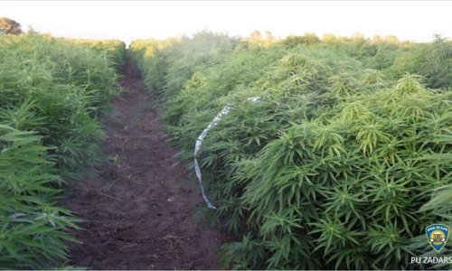 [FOTO/VIDEO] Kod Zadra otkrivena dosad najveća plantaža marihuane - da nije otkrivena, na tržištu bi se našlo 8,8 tona marihuane