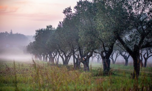 Podbacio urod maslina u Istri, čini se kako nas čekaju paprene cijene ulja