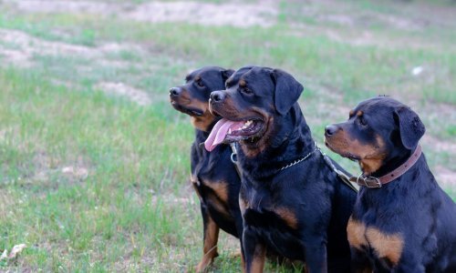Tri rotvajlera gotovo rastrgala ženu kod Koprivnice, spasio je susjed