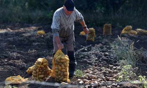 Krumpira ćemo imati samo do siječnja, nestašica u cijeloj Uniji