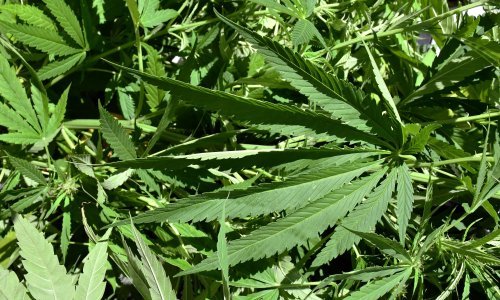 U Zagrebu pao još jedan diler: Kod muškarca u kući u Maksimiru policija pronašla čak 14 kilograma marihuane