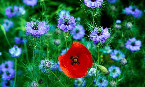 Posijte ih odmah i uživajte na proljeće: Prekrasne proljetnice koje će krasiti vaš vrt