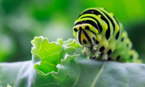 Gusjenica i noćnih leptira sve je manje, a jedan od razloga mogla bi biti - moderna ulična rasvjeta