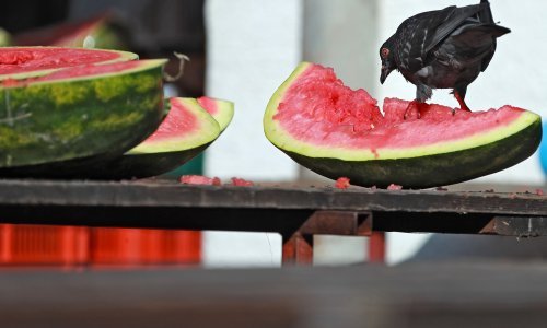 AZTN kaznio Agro Gold zbog nepravilnosti u otkupu lubenica