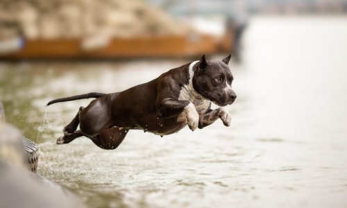 Američki staford iskočio iz automobila i izgrizao sedmogodišnjaka