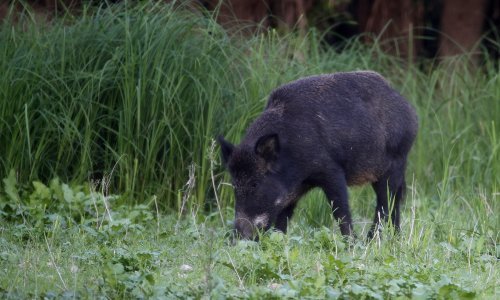 Ilegalnim oružjem Ličanin u krivolovu ustrijelio divlju svinju