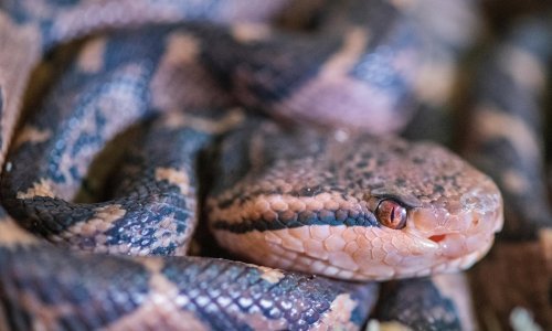 Imunološki zavod počinje proizvoditi zmijski protuotrov na farmi u Brezju