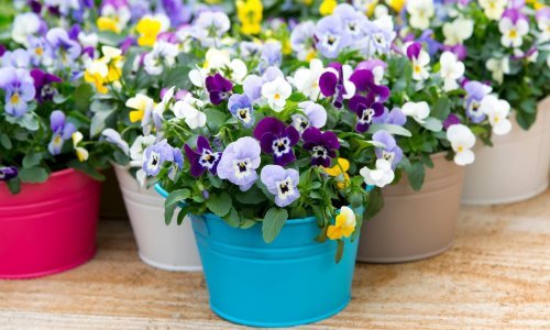 Ove se biljke sade u jesen: Prihvatite se sada posla, a u proljeće uživajte u najljepšem vrtu