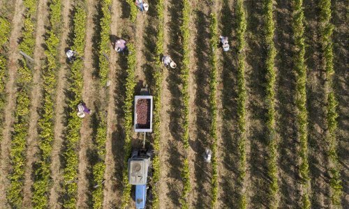 [FOTO] Počela berba u vinogradima Enjingi. Pogledajte kakve je spektakularne kadrove snimio dron