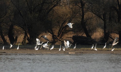 Najbolji rezultati Eurobirdwatcha od 2013. - uočeno više od 7,29 milijuna ptica