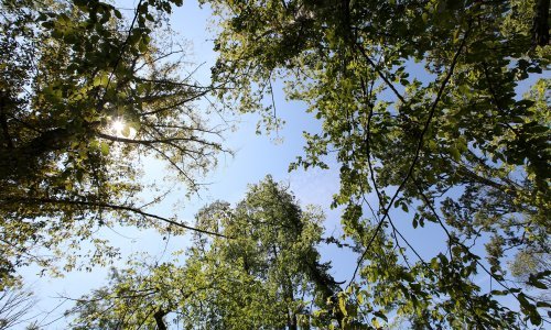 Objavljen natječaj za dugoročni zakup šumskog zemljišta
