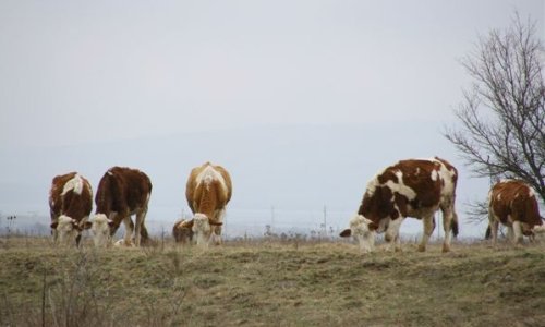 Bolest kvrgave kože stigla na 200 km od granice