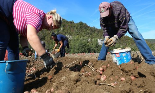 Loš početak: Ako je suditi po ranim sortama, hrvatskog čipsa ove godine bit će i upola manje