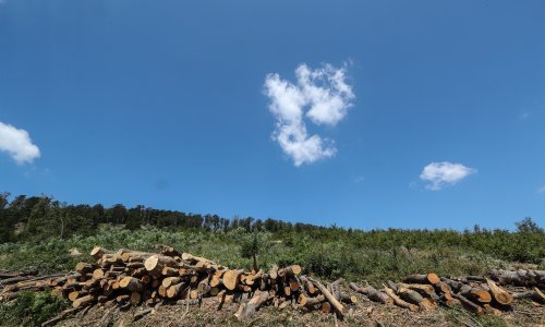 Netko je posjekao 10 tisuća četvornih metara državne šume, Sesvećani ljuti na Državni inspektorat