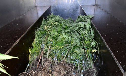 Određen istražni zatvor 29-godišnjaku koji je krijumčario 16 kg marihuane; drogu nanjušio detektiv Aba