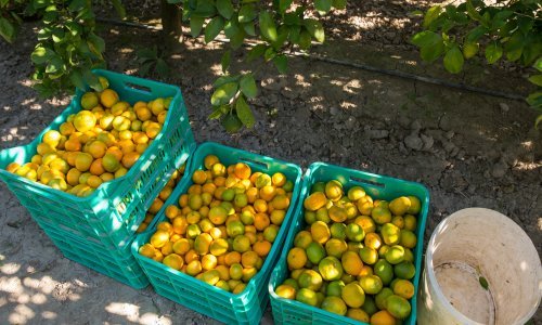 Objavljene upute epidemiolga za berbu mandarina