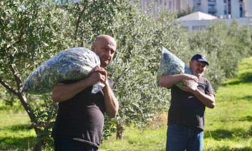 Urod maslina toliko slab da će neki preskočiti berbu, rast cijena maslinova ulja neće se izbjeći