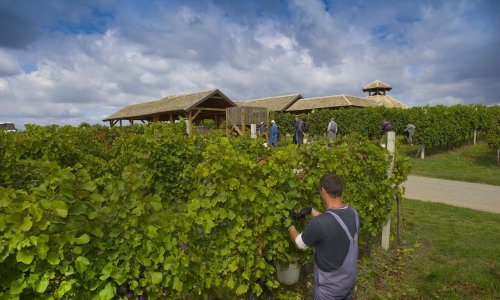 Počele berbe graševine i malvazije u vinogradima Fortenova grupe