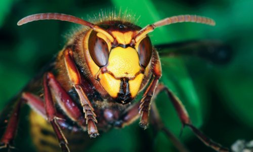 Stršljeni izboli učenike na Požeškoj gori
