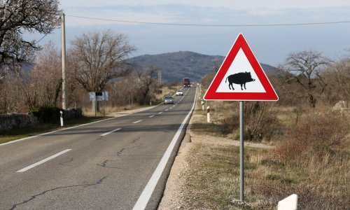 U samo dva dana čak četiri slučaja sudara s krupnom divljači na požeško-slavonskim cestama, nastradale su samo životinje