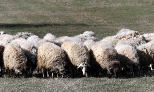 Stoka izvrsno napreduje u Hrvatskoj, najbolje ovcama i govedima