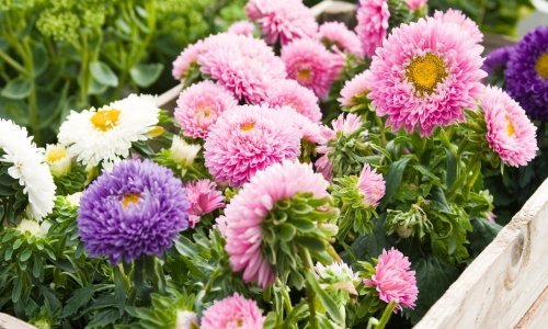 Krizanteme su najljepši ukras jesenskog vrta, a uz ove savjete u njihovoj ljepoti uživat ćete cijele sezone