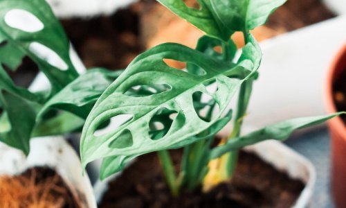 Ako želite doista posebnu sobnu biljku koju je lako održavati, bacite oko na ove vrste; lijepe su i nezahtjevne, a ne viđaju se često