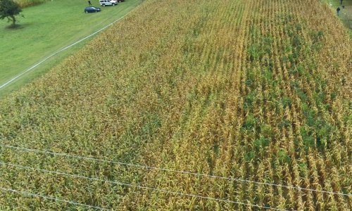 Policija u polju kukuruza kod Bjelovara pronašla plantažu marihuane