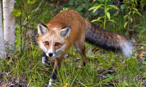 [FOTO] Objavljeni rezultati velikog istraživanja: U Hrvatskoj covid nije utvrđen kod divljih životinja, ali jest u otpadnim vodama