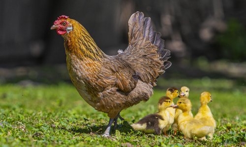 Europska komisija odobrila hrvatski program za potporu sektoru peradarstva vrijedan 2,7 milijuna eura