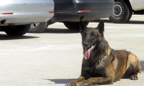 Slučajni prolaznik u Biogradu pronašao ozlijeđenog belgijskog ovčara; policija otkrila muškarca koji ga je upucao vatrenim oružjem