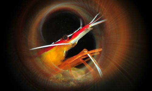 [FOTO] Održano Svjetsko prvenstvo u podvodnoj fotografiji: Na natjecanju briljirali Hrvati, pogledajte kojim impresivnim fotografijama