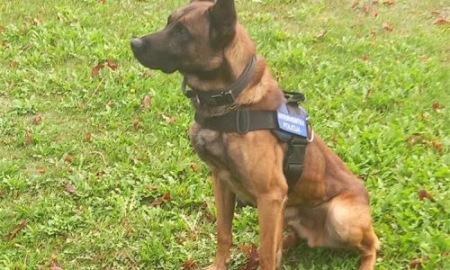 [VIDEO] Policijski pas Rocky na prvom zadatku nanjušio provalnike