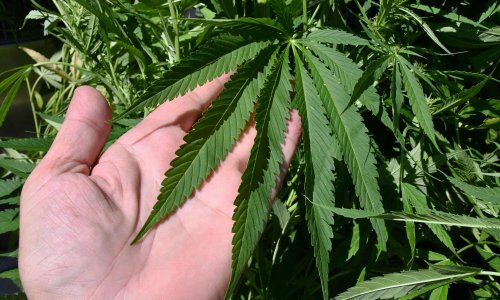 'Poljoprivrednik' u Slavoniji pao s osam kilograma trave