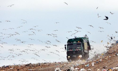 Novi 'ekološki genocid' u Istri?!