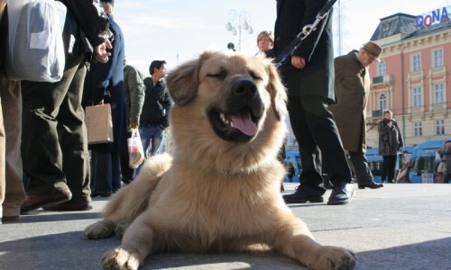 Kako kastracijom spriječiti patnje životinja
