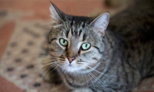 Kako zaštititi stan od ljubimčeve dlake