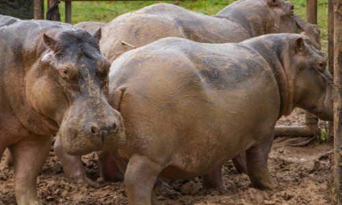 Kolumbija sterilizirala 24 nilska konja s bivšeg imanja Pabla Escobara jer se nekontrolirano šire