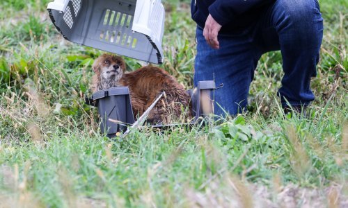 [FOTO/VIDEO] Sretan kraj priče uz mali 'poguranac': Lisac koji je spašen iz bazena s otpadnim uljem vraćen u prirodu