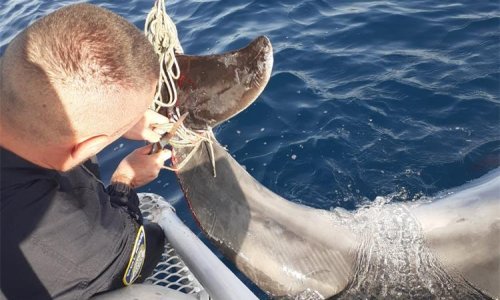[FOTO] Splitska policija u akciji na kakvu nisu navikli: 'Ovo je bio najljepši početak radnog dana i najljepša zadaća do sada'