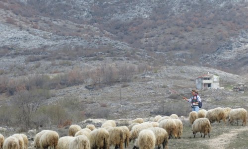 Stočari s krša će zatražiti reviziju odluka o ekstenzivnom uzgoju, upozoravaju da Hrvatske šume na krškim pašnjacima sade borove