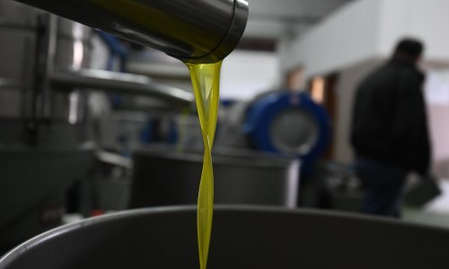Urod u Istri i Dalmaciji podbacio, maslinovo ulje i do 150 kuna po litri